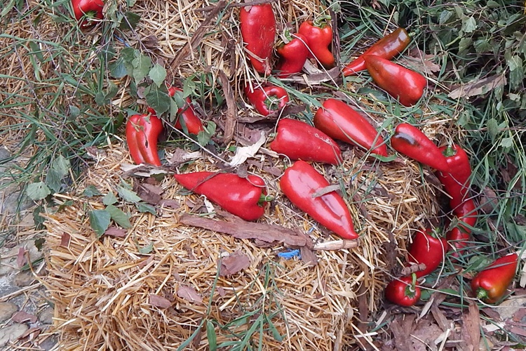 cv paprika