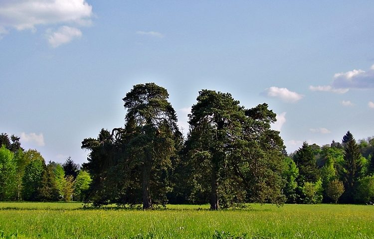 Arboretum Opeka