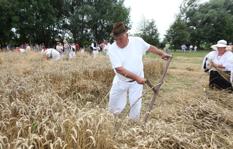 Žetvene svečanosti u Trnovcu