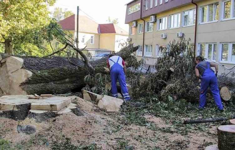 uklanjanje stabla