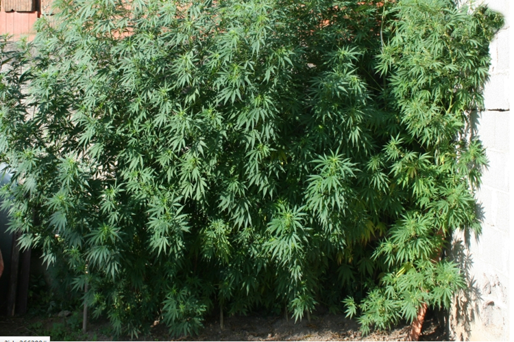 marihuana