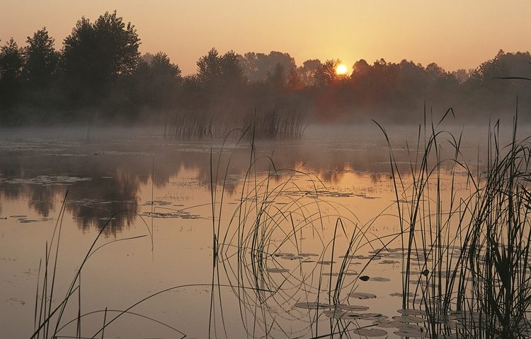 Šoderica