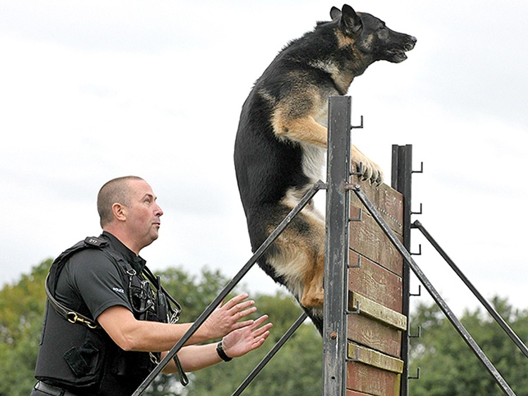 police-dog policija pas