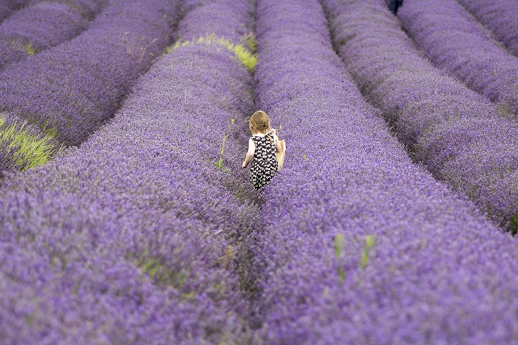 lavanda001