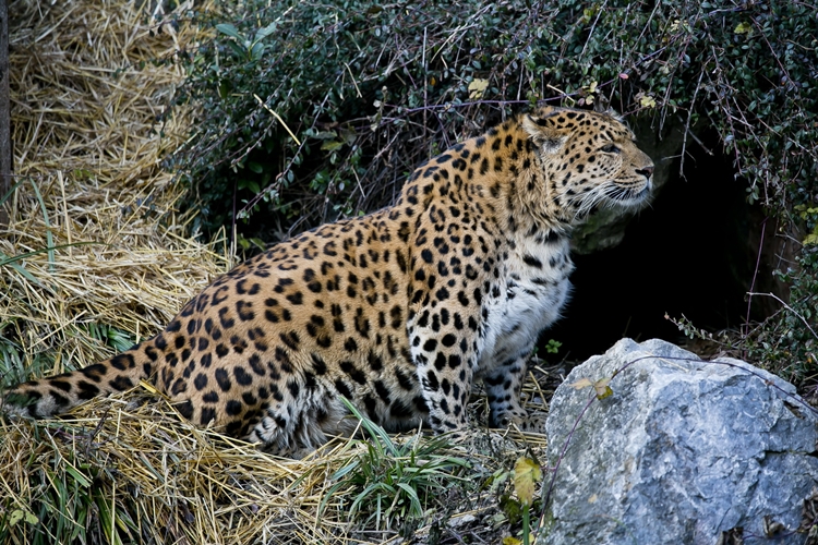 Kineski-leopard
